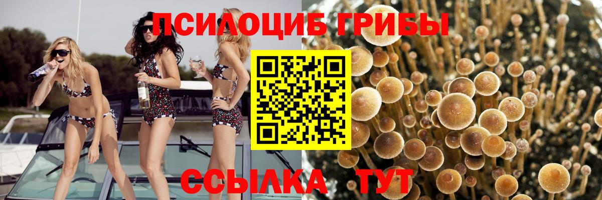 Химки  где продают   Вход с VPN  Галлюциногенные грибы Magic Shrooms 
